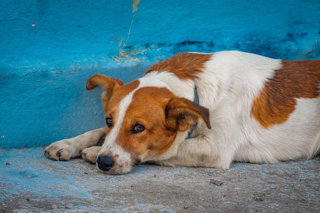 Perro mestizo