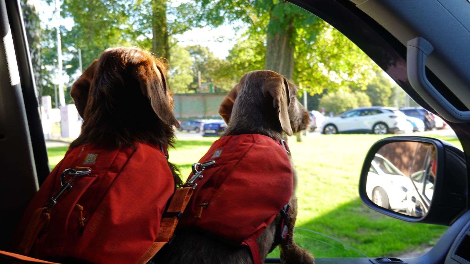 Viajar en coche con perro: normativa DGT y consejos